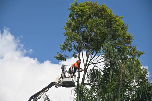 Best Storm Damage Tree Cleanup  in Lineville, AL