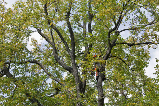  Lineville, AL Tree Removal Services Pros